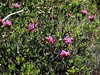 slec rjasti a Rhododendron ferrugineum IMG_6454a.jpg