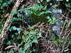 srsaj kijastolistni Asplenium cuneifolium 1IMG_1775a.JPG