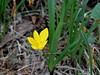 sternbergija rumenocvetna Sternbergia lutea IMG_3236.JPG