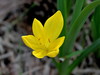 sternbergija rumenocvetna Sternbergia lutea IMG_3238.JPG