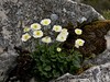 zlatica alpska Ranunculus alpestris IMG_3822a.jpg