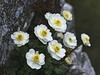 zlatica alpska Ranunculus alpestris IMG_3824a.jpg