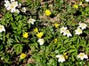 zlatica lopaticasta Ranunculus ficaria IMG_6035a.jpg