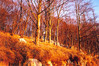 Trnovski gozd.jpg