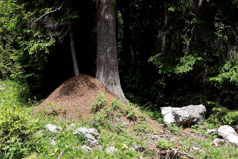 Klikni za ogled večje slike