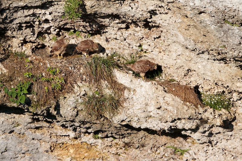 Klikni za ogled večje slike