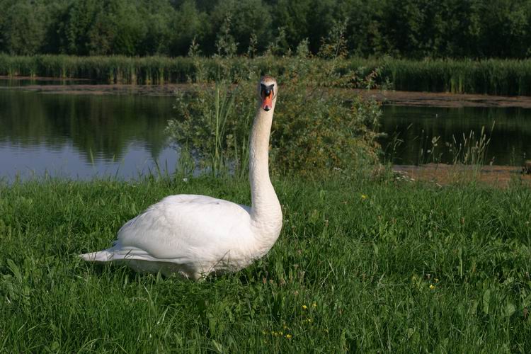 Klikni za ogled večje slike