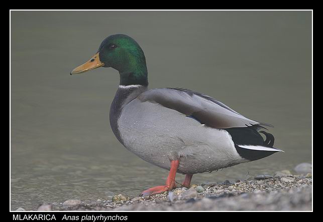 Klikni za ogled večje slike