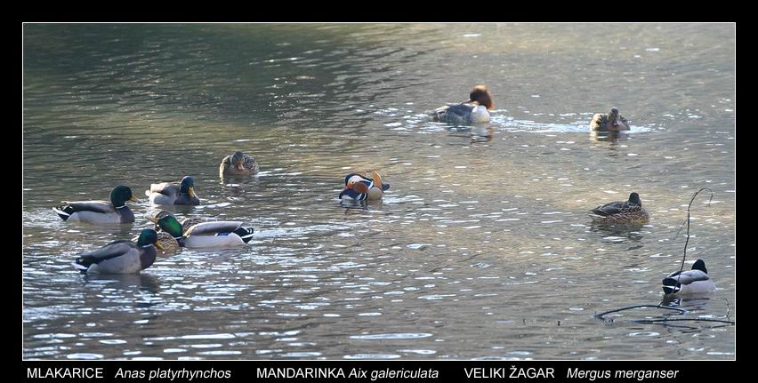 Klikni za ogled večje slike