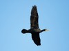 2684-kormoran.jpg