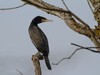 2723-kormoran.jpg