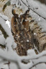 Mala uharica (znanstveno ime Asio otus) 2 IMG_7232.jpg