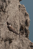 breguljka v steni IMG_8469.jpg