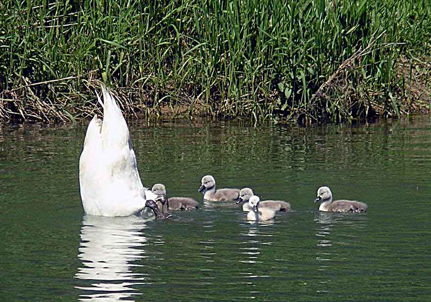 Klikni za ogled večje slike