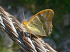 metulj2.jpg