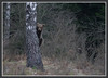 medvedek na brezi.jpg