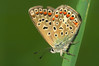 metulj 1-123.jpg