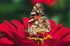 metulj 6-123.jpg