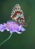 metulj na cvetu 1-123.jpg