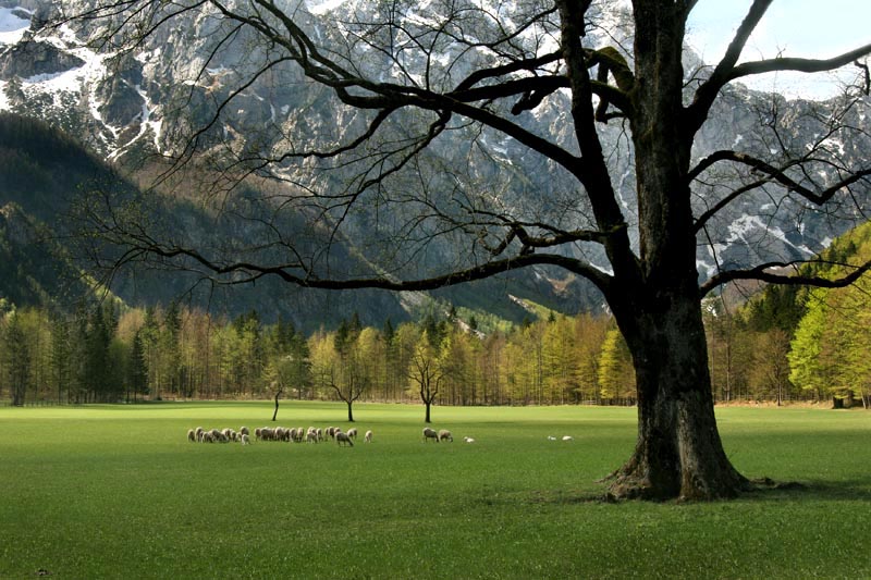 Klikni za ogled večje slike