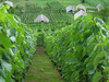vinograd nad dolino Krke.jpg