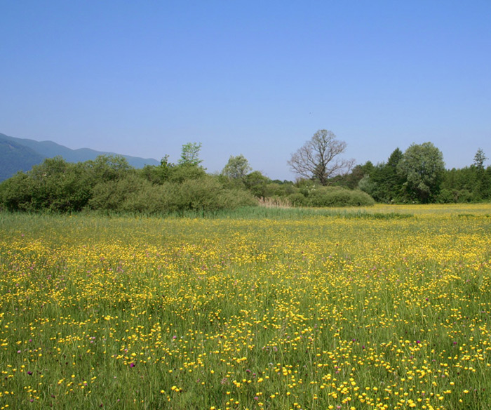 Klikni za ogled večje slike