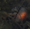 kompasna meduza Chrysaora hysoscella.jpg