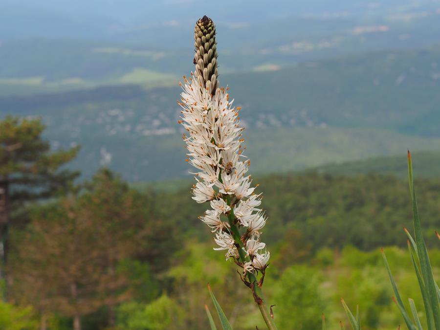 Klikni za ogled večje slike