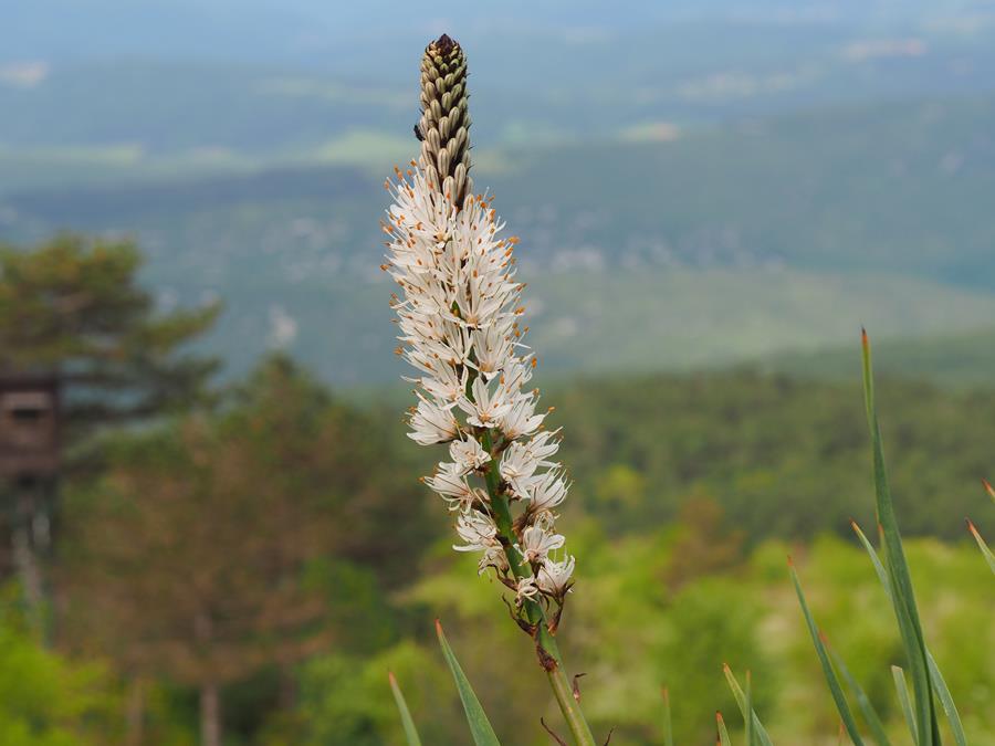 Klikni za ogled večje slike