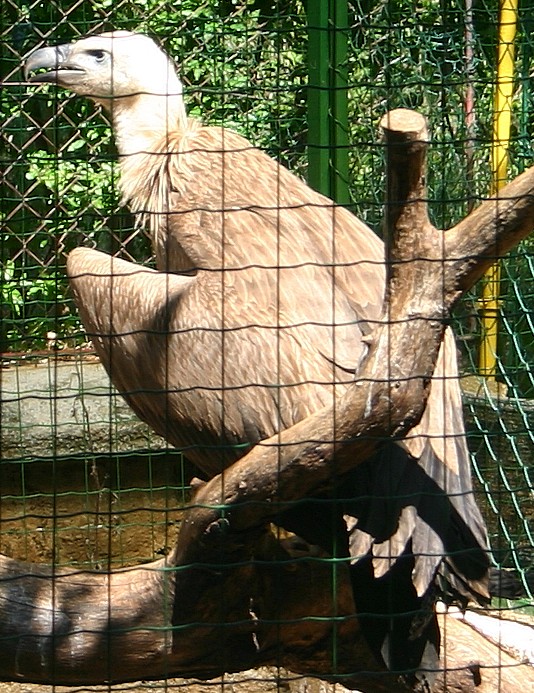 Klikni za ogled večje slike