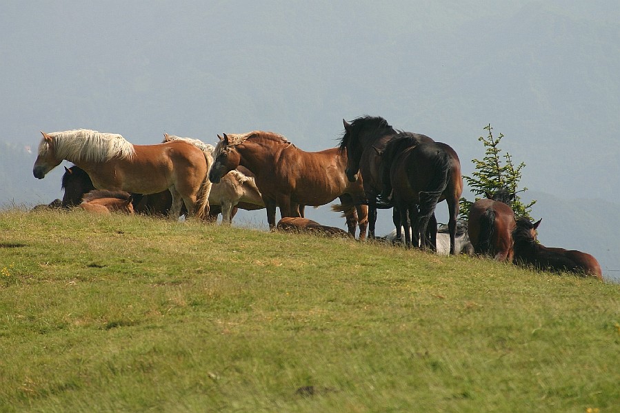 Klikni za ogled večje slike