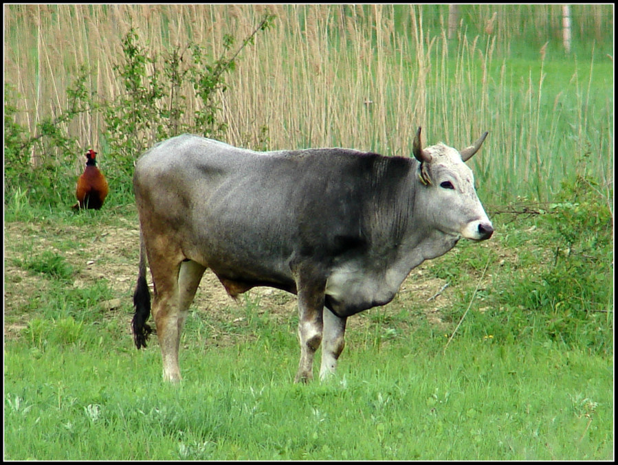 Klikni za ogled večje slike