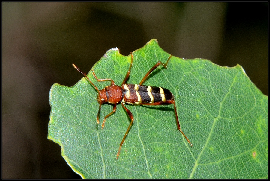 Klikni za ogled večje slike