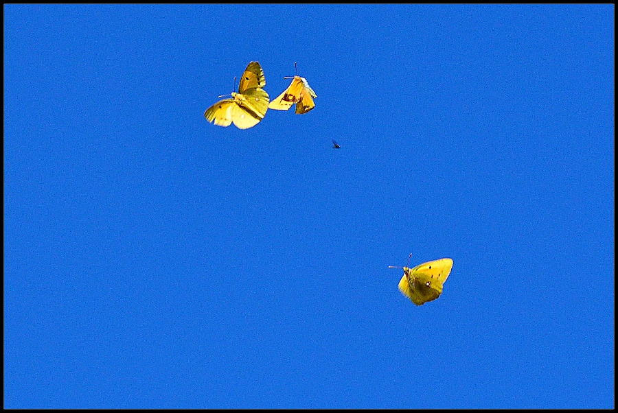 Klikni za ogled večje slike