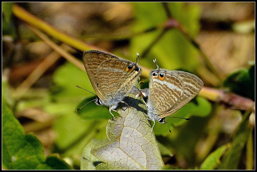 Klikni za ogled večje slike