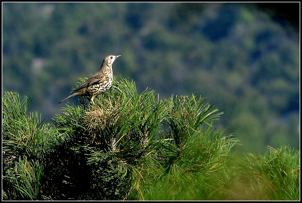 Klikni za ogled večje slike