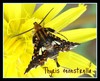 Thyris fenestrella-DSC00556.jpg