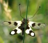 metuljčnica s.- DSC03649.jpg