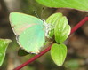 zeleni metulj.jpg