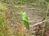 zelena kobilica.jpg