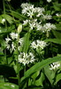 Allium ursinum-PICT0008.jpg