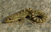 Mediodactylus kotschyi-PICT0106.jpg