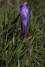 Pomladanski žafran Crocus vernus_MG_845.jpg