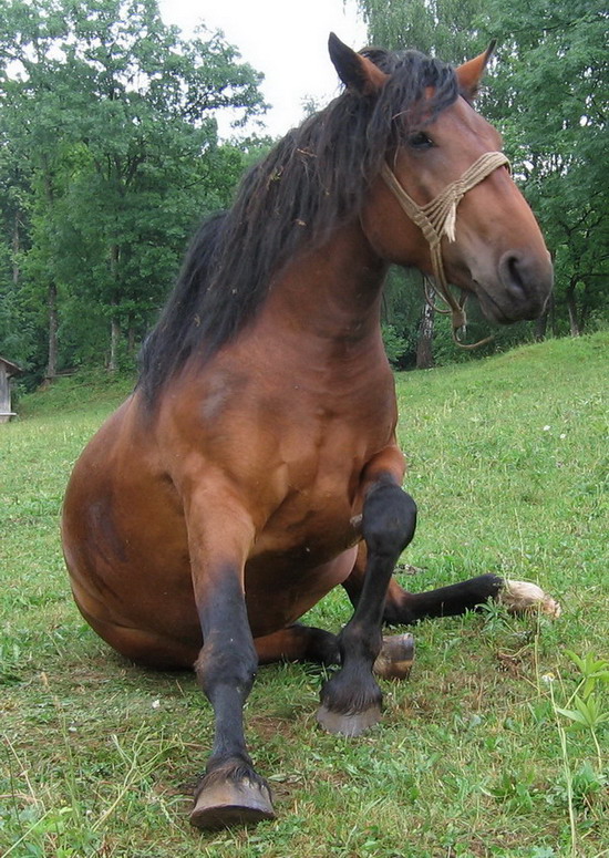 Klikni za ogled večje slike