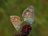 parbellargus.jpg
