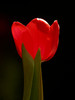 tulip5.jpg