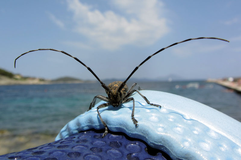 Klikni za ogled večje slike