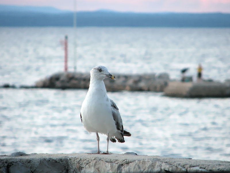 Klikni za ogled večje slike