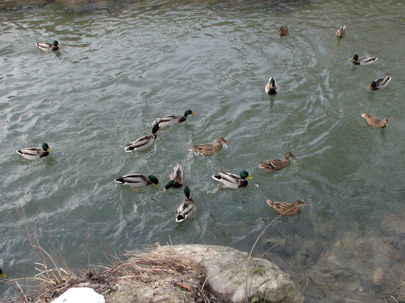 Klikni za ogled večje slike