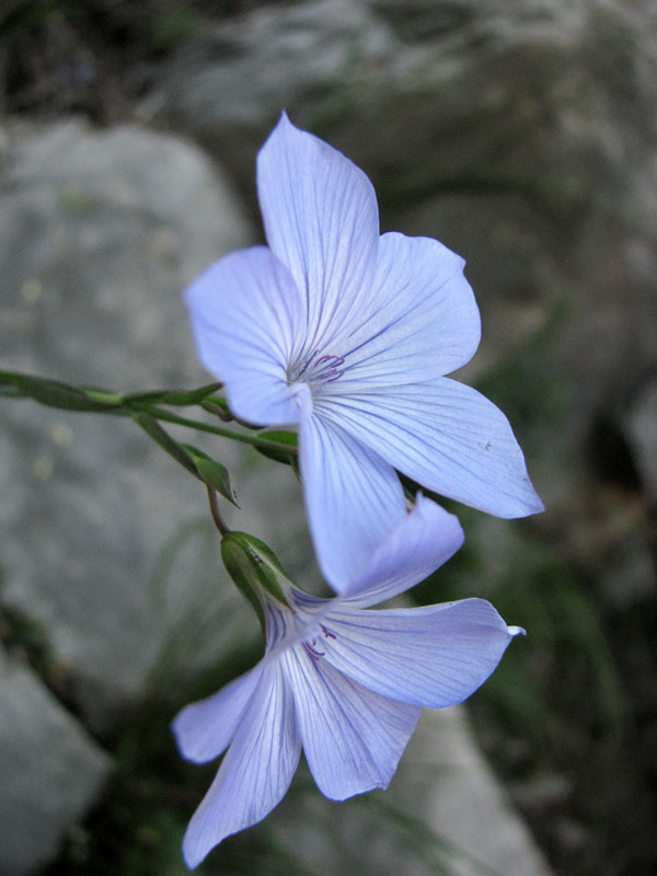 Klikni za ogled večje slike